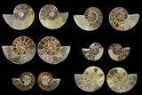 Lot: - Cut/Polished Ammonite Fossils - Pairs #133682-1